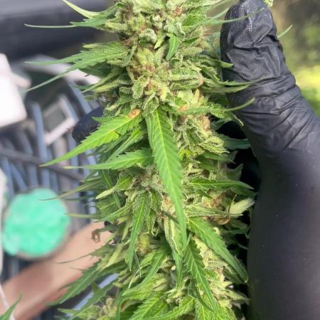 Acapulco gold