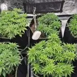 Let it Grow 🥦  My Blue Gelato 41