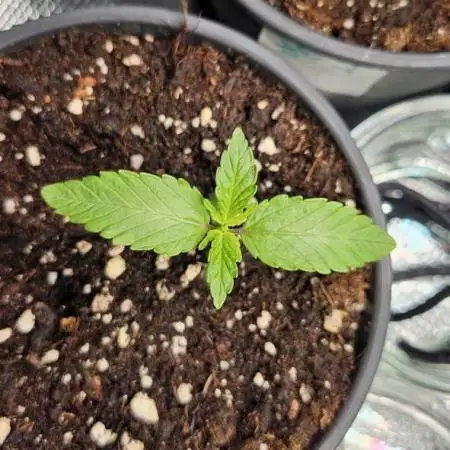 Let it Grow 🥦  My Blue Gelato 41