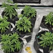 CopyCat Genetics Tryout 🤪