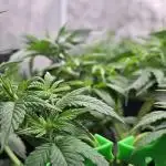 Let it Grow 🥦  My Blue Gelato 41