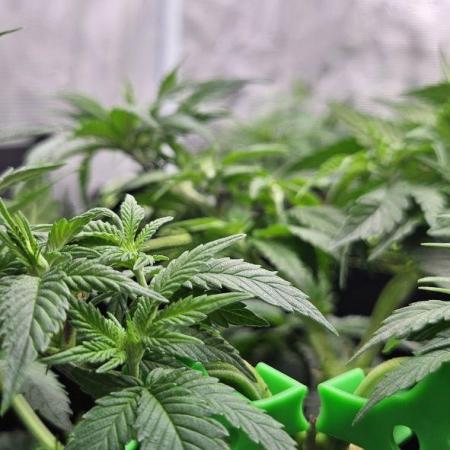 Let it Grow 🥦  My Blue Gelato 41