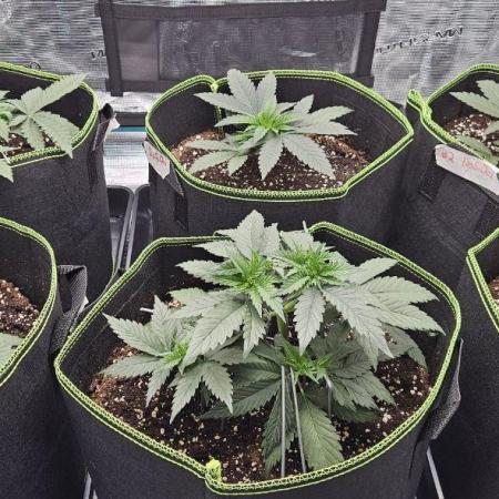 Let it Grow 🥦  My Blue Gelato 41