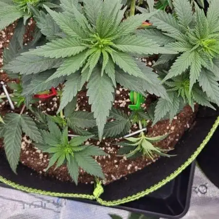 Let it Grow 🥦  My Blue Gelato 41