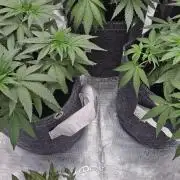 CopyCat Genetics Tryout 🤪