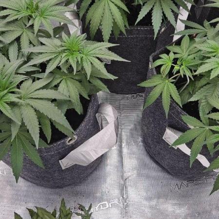CopyCat Genetics Tryout 🤪