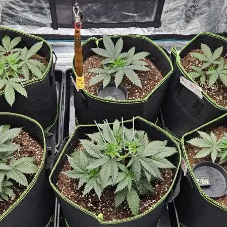 Let it Grow 🥦  My Blue Gelato 41