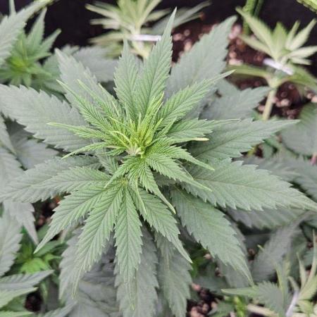 Let it Grow 🥦  My Blue Gelato 41