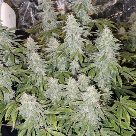 Let it Grow 🥦  My Blue Gelato 41