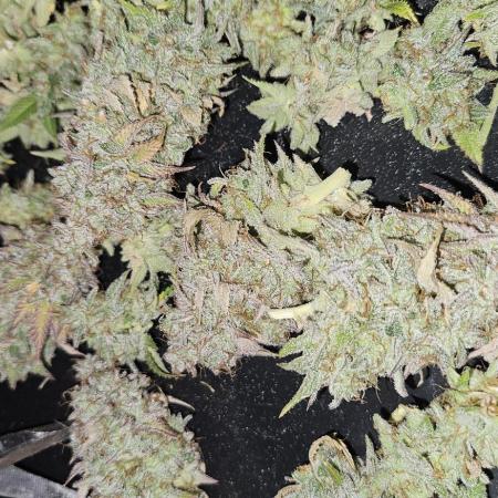 Let it Grow 🥦  My Blue Gelato 41