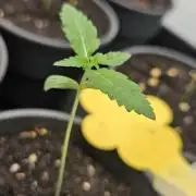 CopyCat Genetics Tryout 🤪