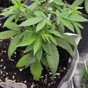 CopyCat Genetics Tryout 🤪