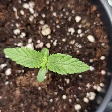 MyGelato
