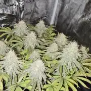 Let it Grow 🥦  My Blue Gelato 41