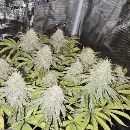 Let it Grow 🥦  My Blue Gelato 41