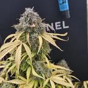 Lets get some awesome autoflowering