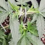 Let it Grow 🥦  My Blue Gelato 41