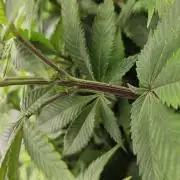 Let it Grow 🥦  My Blue Gelato 41