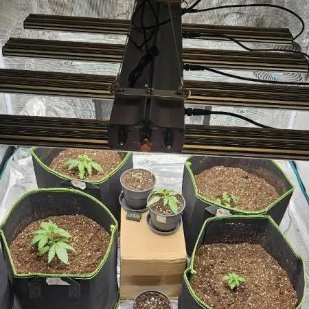 Let it Grow 🥦  My Blue Gelato 41