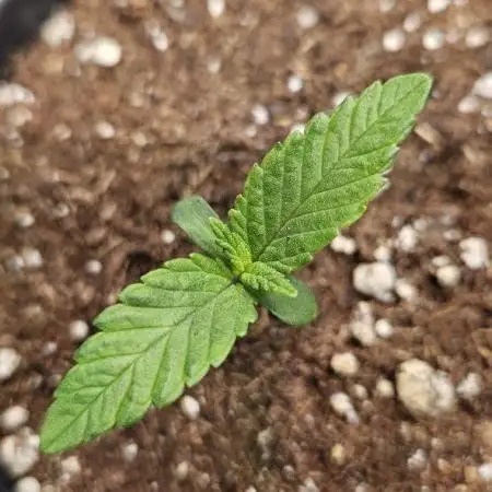 MyGelato