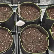 Lets get some awesome autoflowering