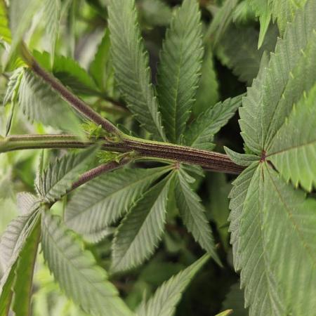 Let it Grow 🥦  My Blue Gelato 41