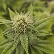 Let it Grow 🥦  My Blue Gelato 41