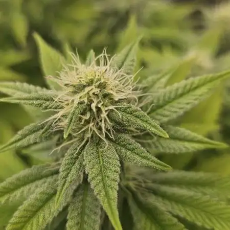 Let it Grow 🥦  My Blue Gelato 41