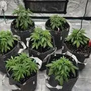 CopyCat Genetics Tryout 🤪
