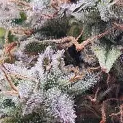 Lets get some awesome autoflowering