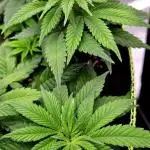 Let it Grow 🥦  My Blue Gelato 41