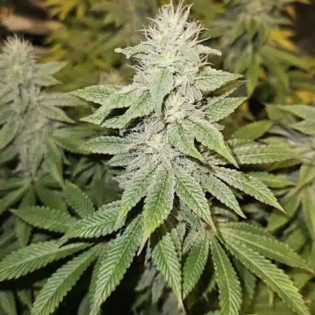 Let it Grow 🥦  My Blue Gelato 41