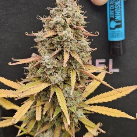 Lets get some awesome autoflowering