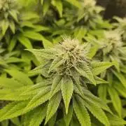 Let it Grow 🥦  My Blue Gelato 41