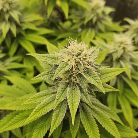 Let it Grow 🥦  My Blue Gelato 41