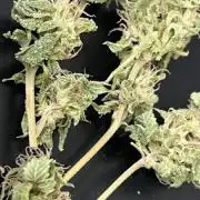 Rives J. keeper pheno 