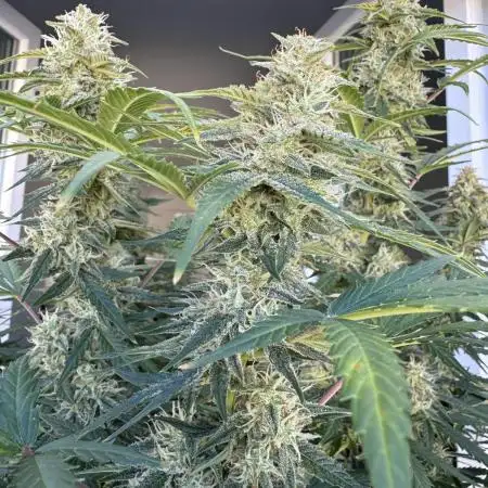 Tangerine Dream Auto Recycled Soil (10l)