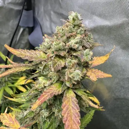 Tangerine Dream Auto Recycled Soil (10l)