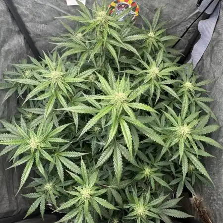 Tangerine Dream Auto Recycled Soil (10l)