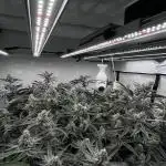 Just a kid's dream