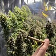Gorilla Glue & Strawberry Banana