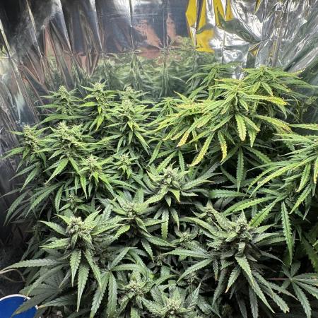 Gorilla & Northern Lights