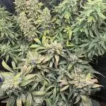 Gorilla & Northern Lights