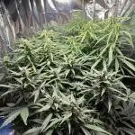 Gorilla & Northern Lights