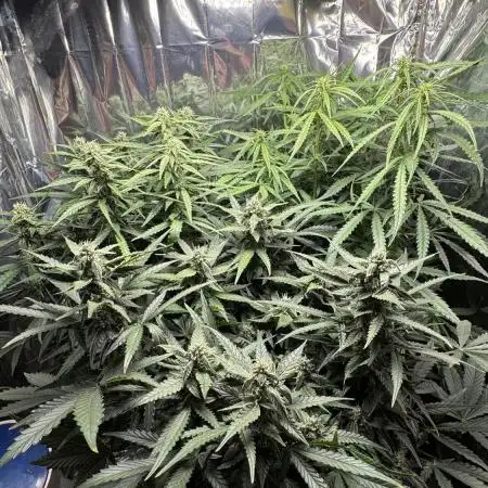 Gorilla & Northern Lights