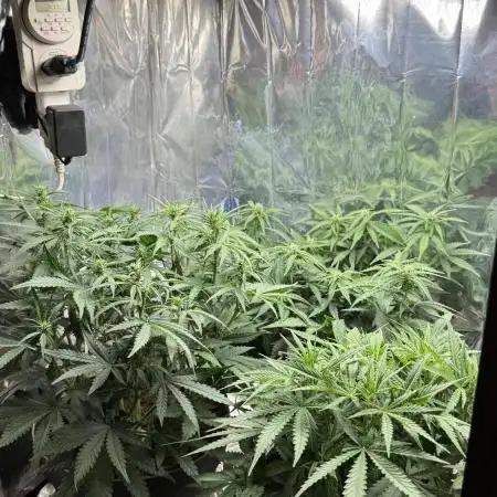 Gorilla & Northern Lights