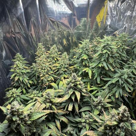 Gorilla & Northern Lights