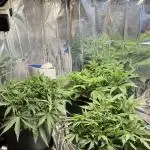 Gorilla & Northern Lights