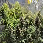 Gorilla Glue & Strawberry Banana