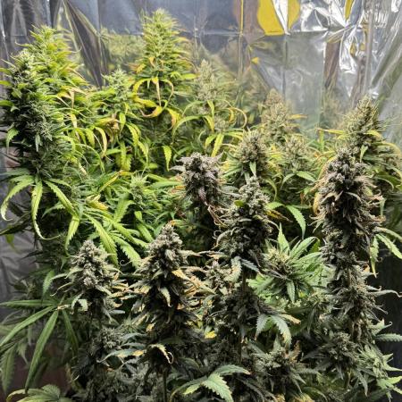Gorilla Glue & Strawberry Banana